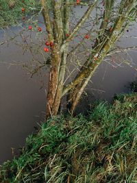 High angle view of water