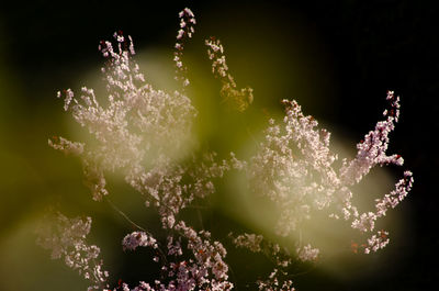 Close-up of water drops on plant
