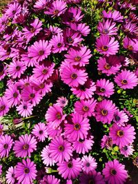 High angle view of pink flowering plants