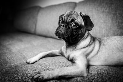 Close-up of a dog at home