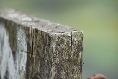 Close-up of wood