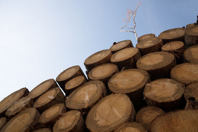 Stack of logs in forest against clear sky