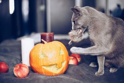 View of a cat with pumpkins