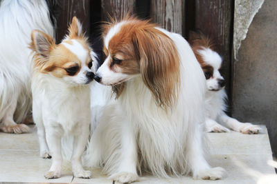 View of two dogs