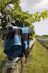 Clothes hanging on field against trees