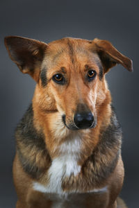 Close-up of dog looking away