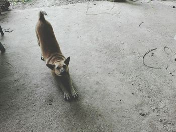 High angle view of dog