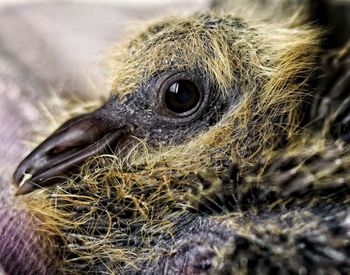 Close-up of a bird