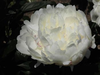 Close-up of white rose blooming outdoors