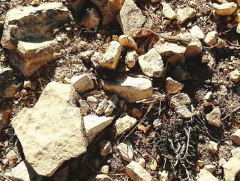 Low section of bare tree on rocky surface