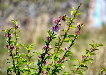 Flowers blooming on plant