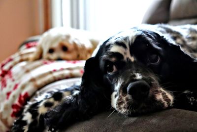 Close-up portrait of dog relaxing at home