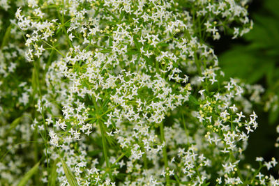 Close-up of flowering plant