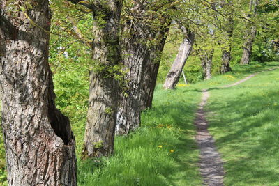 Trail amidst trees in forest