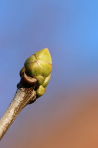 Close-up of plant against clear blue sky