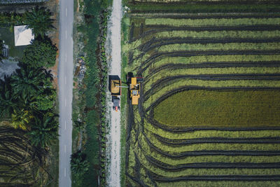Panoramic shot of rice paddy