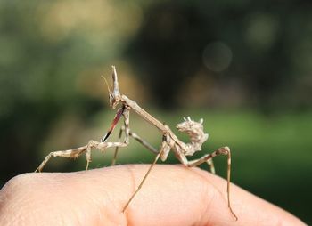 Close-up of insect on hand against blurred background