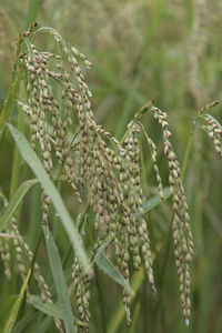 Close-up of fresh green plant