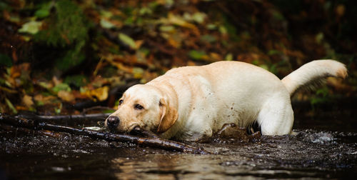 Close-up of dog standing in river