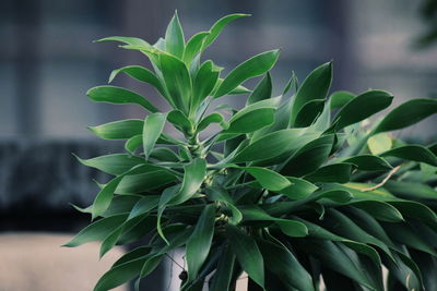 Close-up of succulent plant