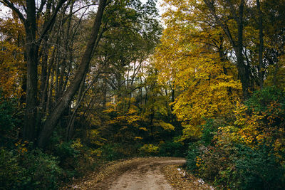 Road amidst trees in forest during autumn