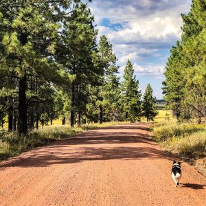 View of dog walking along a dirt road lined with trees