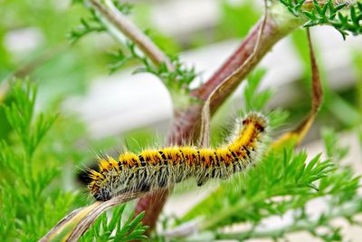 Close-up of insect on grass