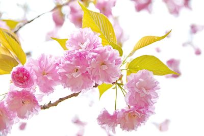 Close-up of pink flowers against sky