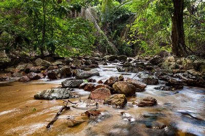 Scenic view of waterfall in forest