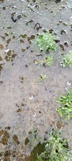 High angle view of leaves on wet shore