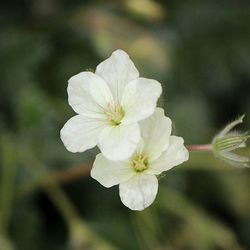 Close-up of white flowers blooming outdoors