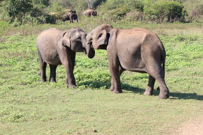 Elephant calves playing at udawalawe national park during sunny day