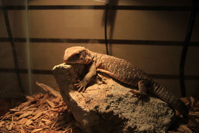 Close-up of lizard on rock at zoo