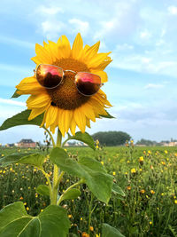 Close-up of sunflower