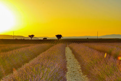 Lavenders growing on field against sky during sunset
