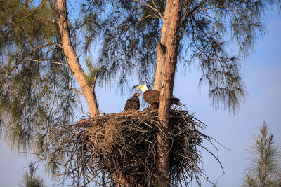 Low angle view of birds on tree against sky