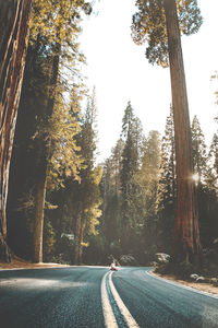 Road amidst trees against sky in forest