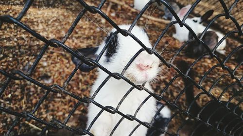 Close-up of chainlink fence in cage
