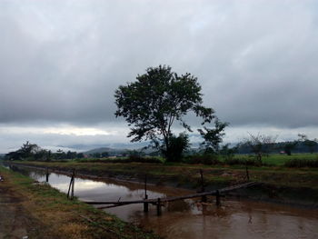 Trees on field against sky during rainy season