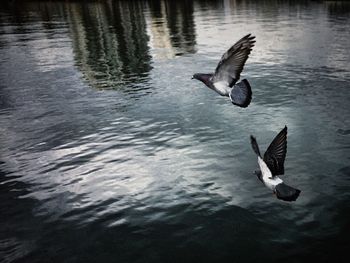 Bird flying over lake