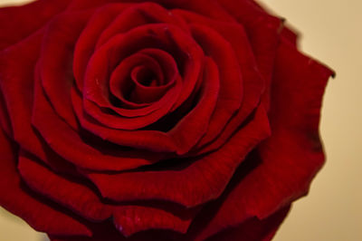 Close-up of red rose