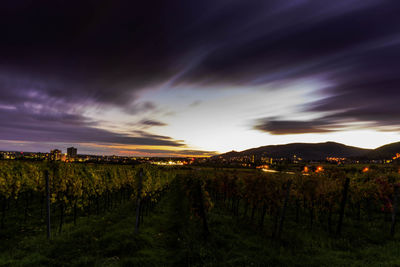 Scenic view of vineyard against sky during sunset