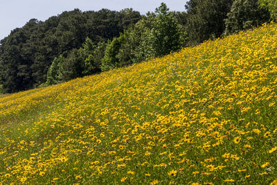 Scenic view of yellow flowering plants on field