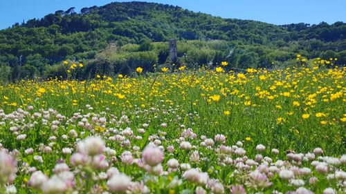 Yellow flowering plants on field