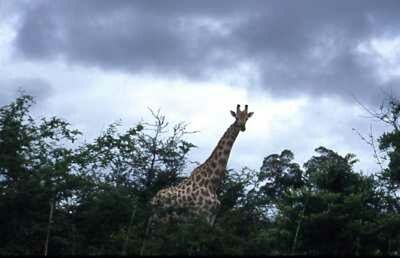 Low angle view of trees against cloudy sky
