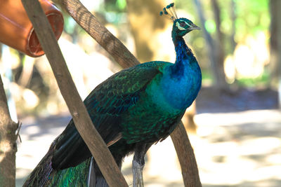 Close-up of peacock perching on branch