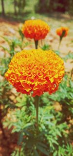 Close-up of orange marigold flower