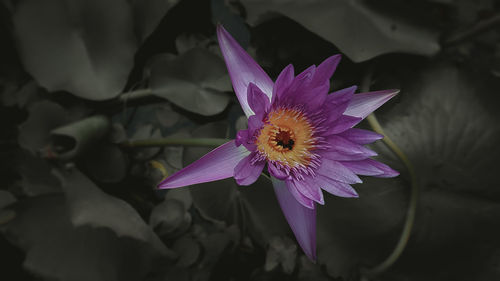 Close-up of purple flower