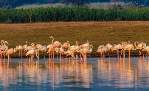 Flock of birds in lake