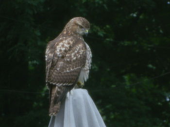 Rear view of bird perching outdoors